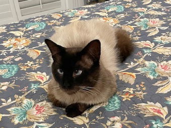 Porter