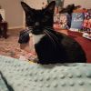 Mittens