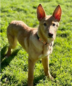 Animal Profile Sprinkle is an estimated 5-month-old female approximately 20lb shepherd mix puppy wh