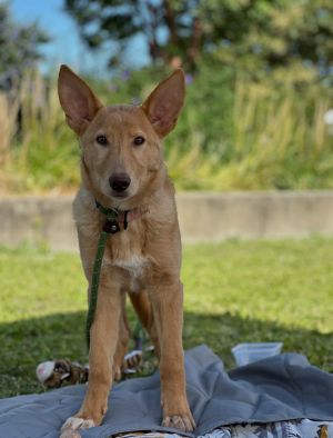 Animal Profile Sprinkle is an estimated 6-month-old female approximately 30lb shepherd mix puppy wh