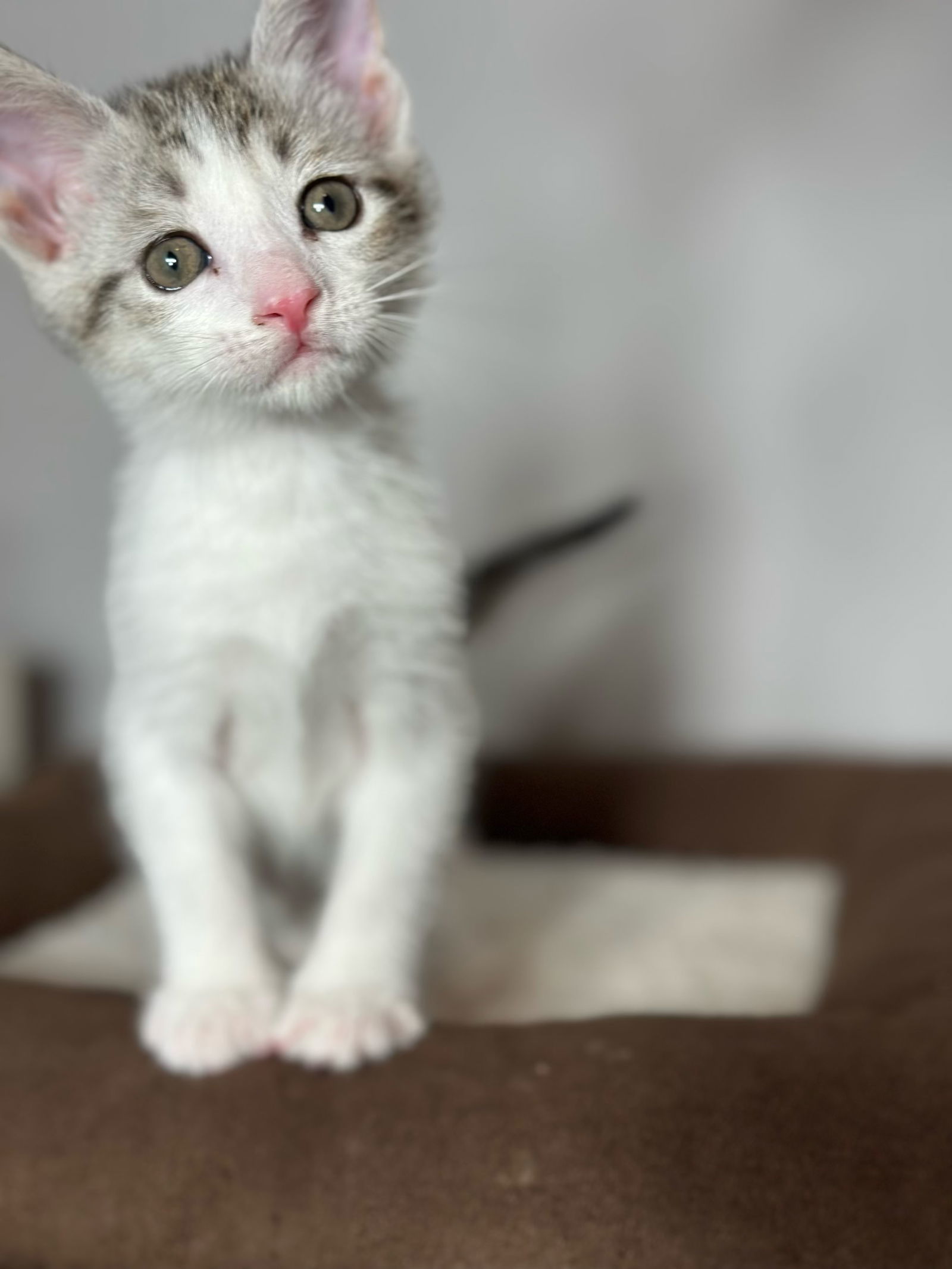 Gimlet