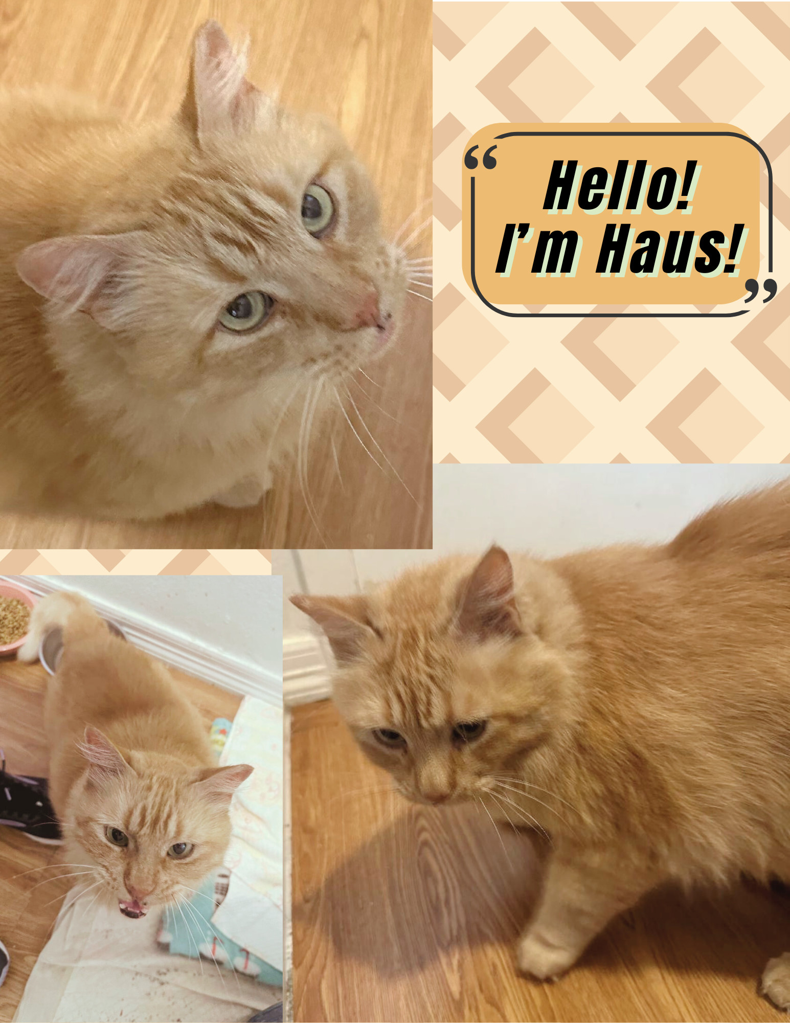 Haus