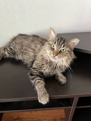 ◆Cat◆ Cats for Adoption Near Glendale, AZ | Petfinder