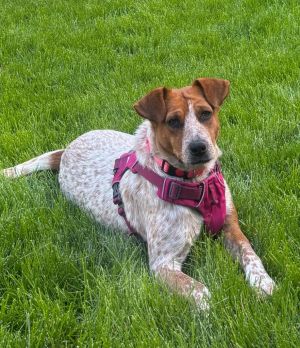 Delica, Adult Female Australian Cattle Dog / Blue Heeler