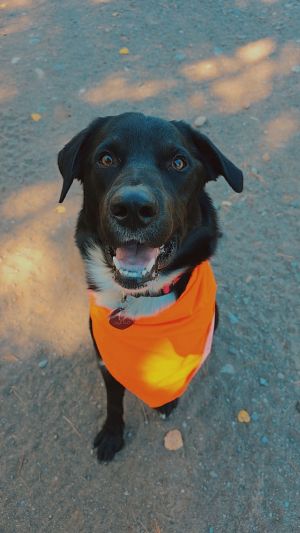 Milo Boy