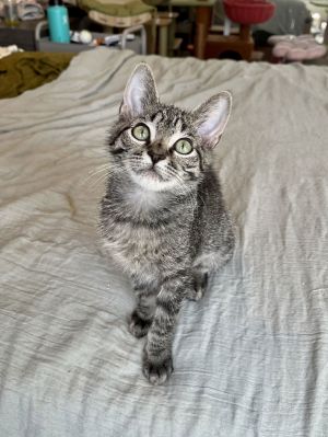 Baby Girl Kitten 3moTrixie is an adorable 3mo tabby girl and she is ready for adoption shes alr
