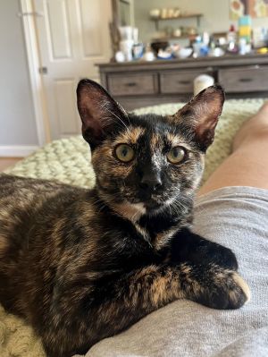 Young Adult Female 1yoMissy is a very sweet 1yo tortie girl and she is fully vetted dewormed 
