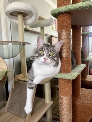 Young Adult Female 15yoHeather is a very sweet 15yo tabby girl and she is fully vetted dewor