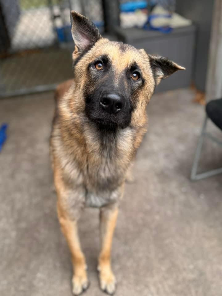 Ernie, an adoptable German Shepherd Dog in Suamico, WI, 54173 | Photo Image 1