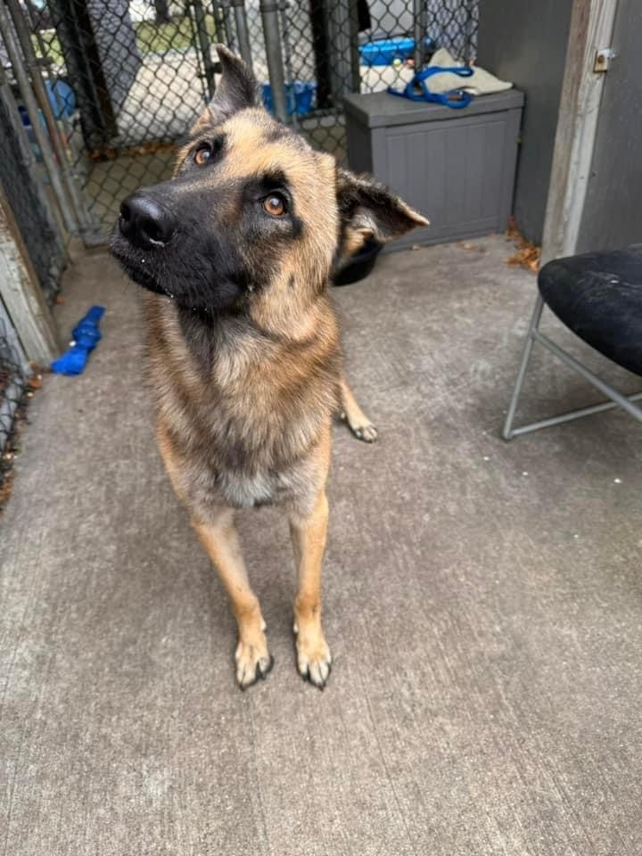 Ernie, an adoptable German Shepherd Dog in Suamico, WI, 54173 | Photo Image 2