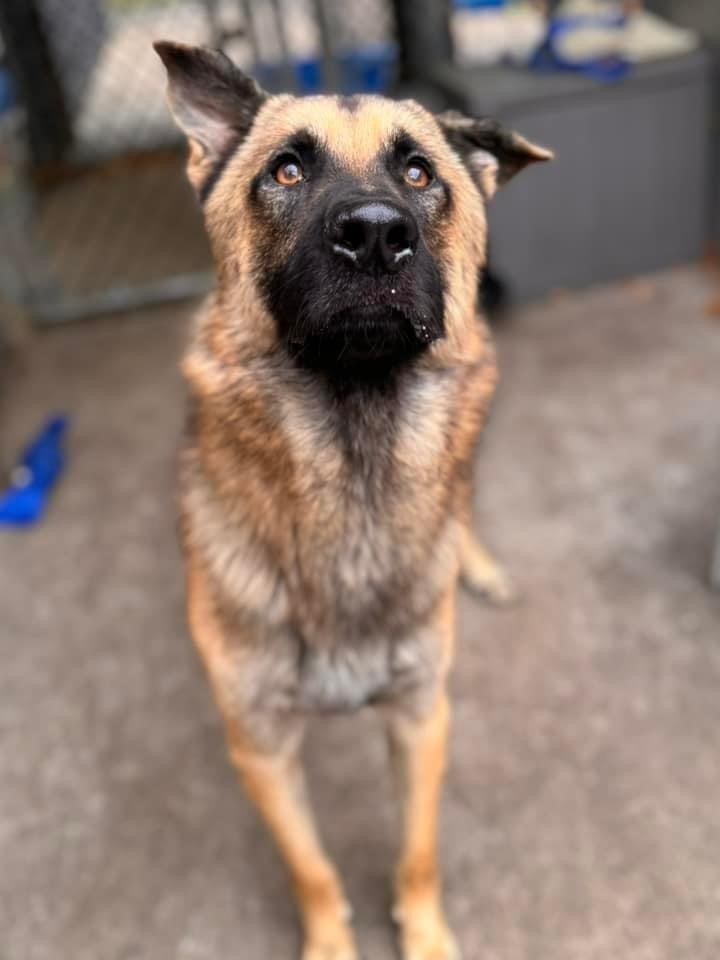 Ernie, an adoptable German Shepherd Dog in Suamico, WI, 54173 | Photo Image 3
