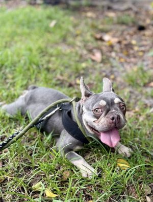 ALICE, Adult Female French Bulldog
