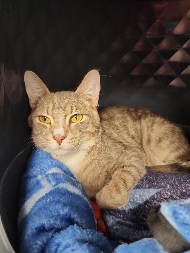grayson, an adoptable Domestic Short Hair in Bend, OR, 97701 | Photo Image 1