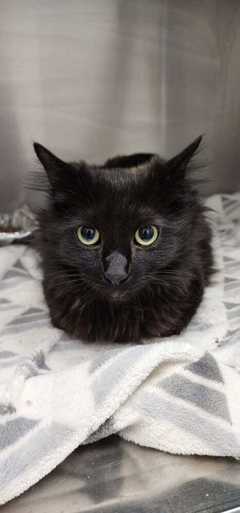 Olive, an adoptable Domestic Medium Hair in Bend, OR, 97701 | Photo Image 2