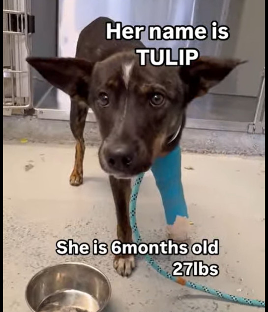 Tulip 2
