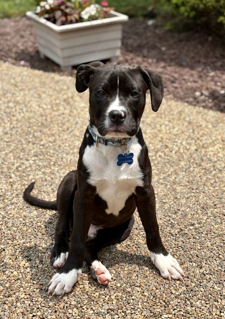 Vinnie