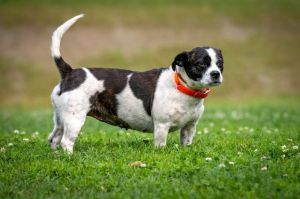 Miss Pups is a 25-pound little pup of a dog found behind Church on Middlesettlements Road Shes abo
