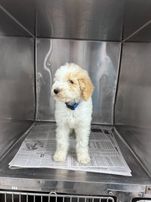 Name Blake Age 10 Weeks Breed Standard Poodle Gender Male Meet Blake Blake is a sweet cuddly 1
