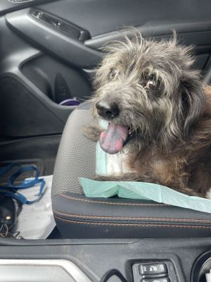 Jules, Adult Male Terrier