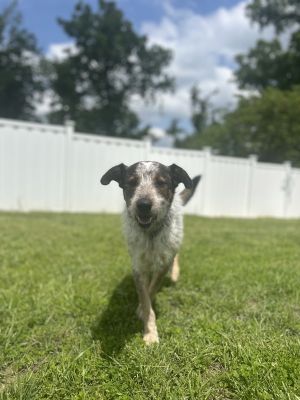 Scout, Young Male Terrier