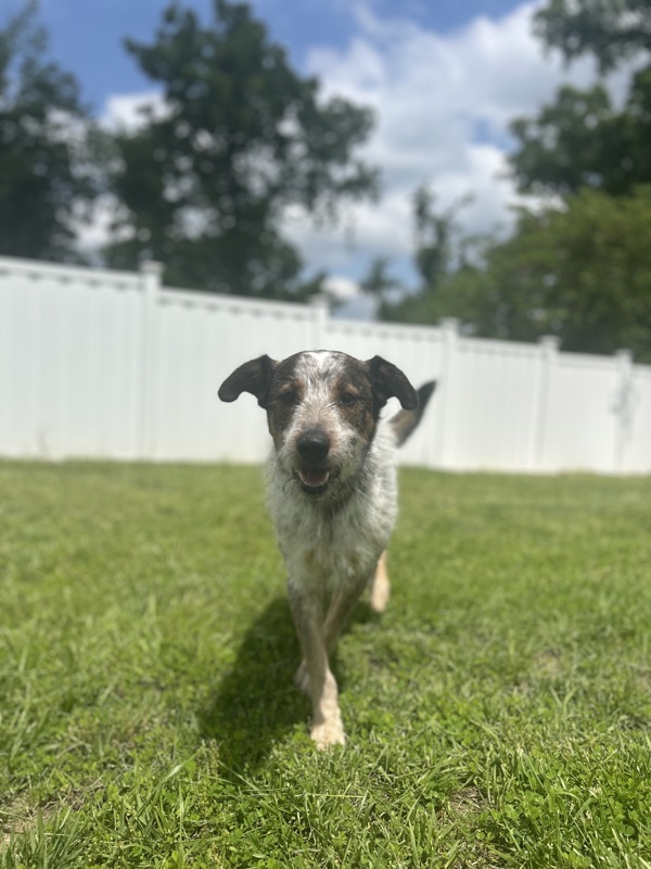 Scout