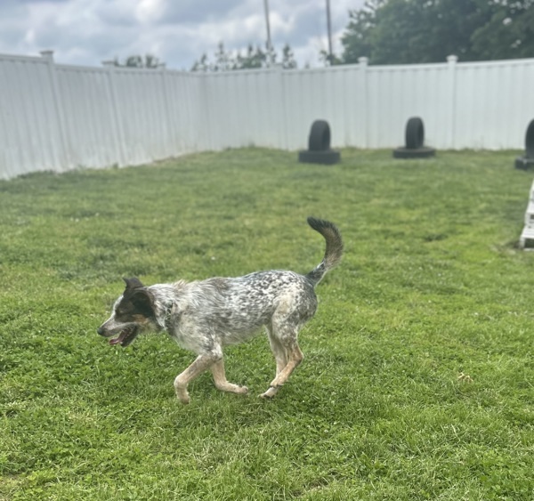 Scout