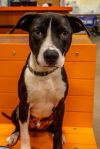 Vevay Paws : Vinnie photo 1