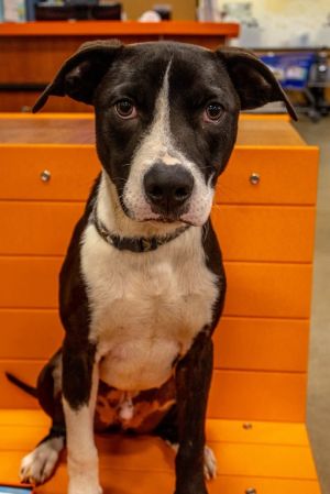 Vevay Paws : Vinnie, Baby Male Pit Bull Terrier