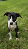 Vevay Paws : Vinnie photo 2