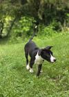 Vevay Paws : Vinnie photo 3