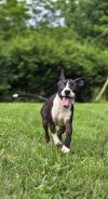 Vevay Paws : Vinnie photo 4