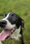 Vevay Paws : Vinnie photo 5