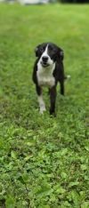 Vevay Paws : Vinnie photo 6