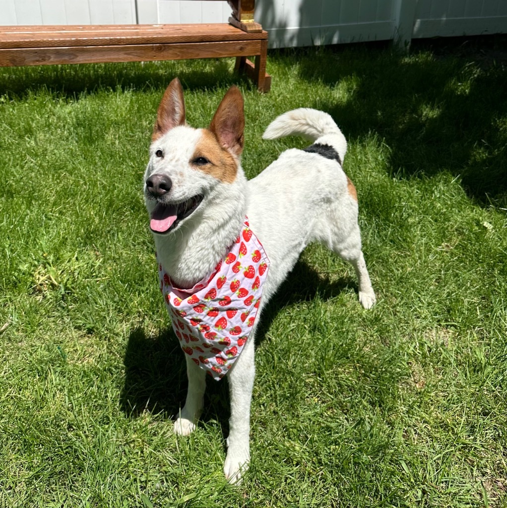 Bonnie, an adoptable Australian Cattle Dog / Blue Heeler in Logan, UT, 84323 | Photo Image 1