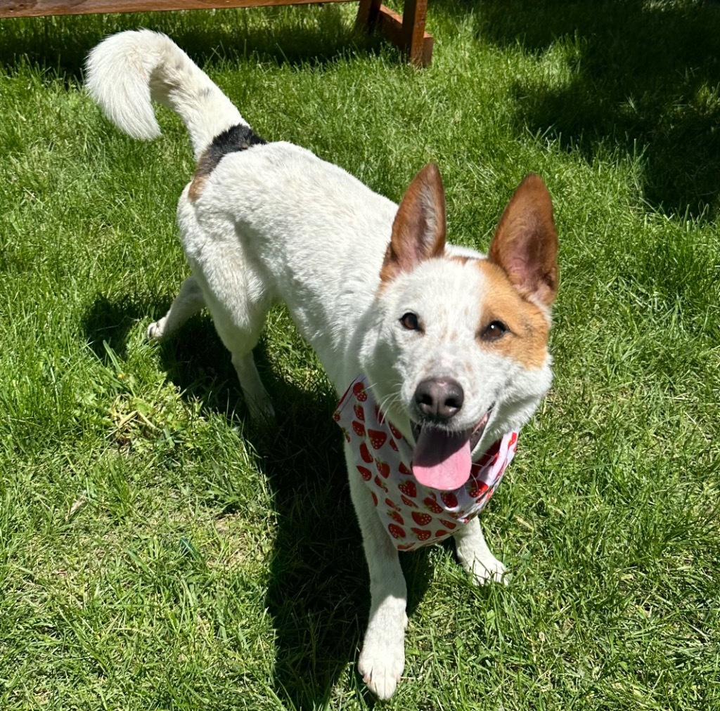 Bonnie, an adoptable Australian Cattle Dog / Blue Heeler in Logan, UT, 84323 | Photo Image 2