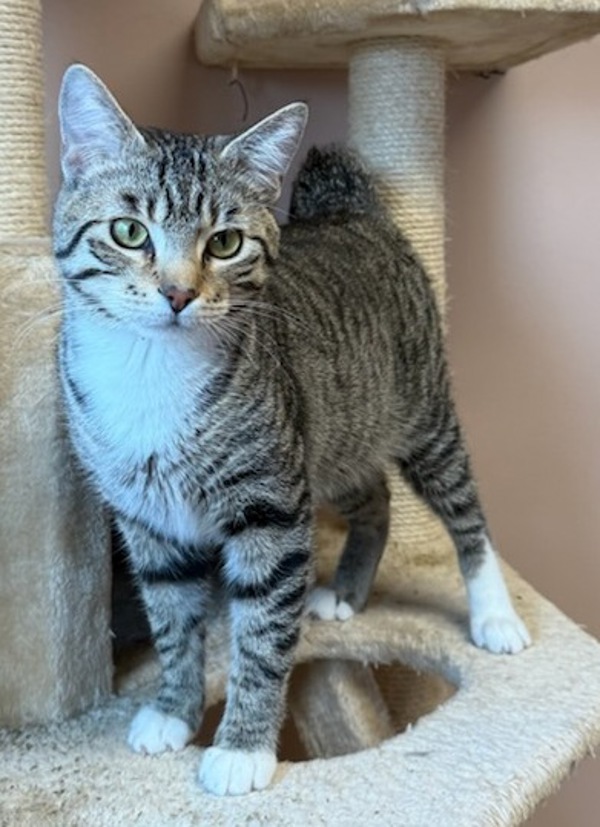 Sage, an adoptable Domestic Short Hair in Great Falls, MT, 59405 | Photo Image 1