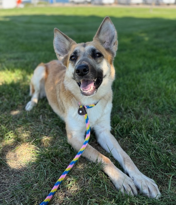 Bonnie, an adoptable Mixed Breed in Great Falls, MT, 59405 | Photo Image 1