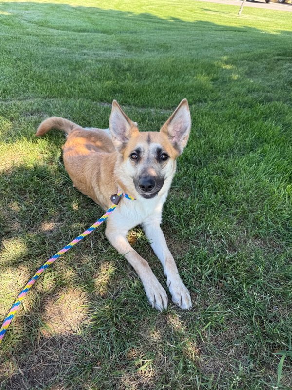 Bonnie, an adoptable Mixed Breed in Great Falls, MT, 59405 | Photo Image 2