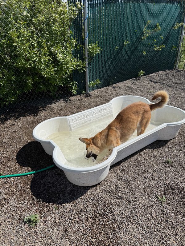 Bonnie, an adoptable Mixed Breed in Great Falls, MT, 59405 | Photo Image 3