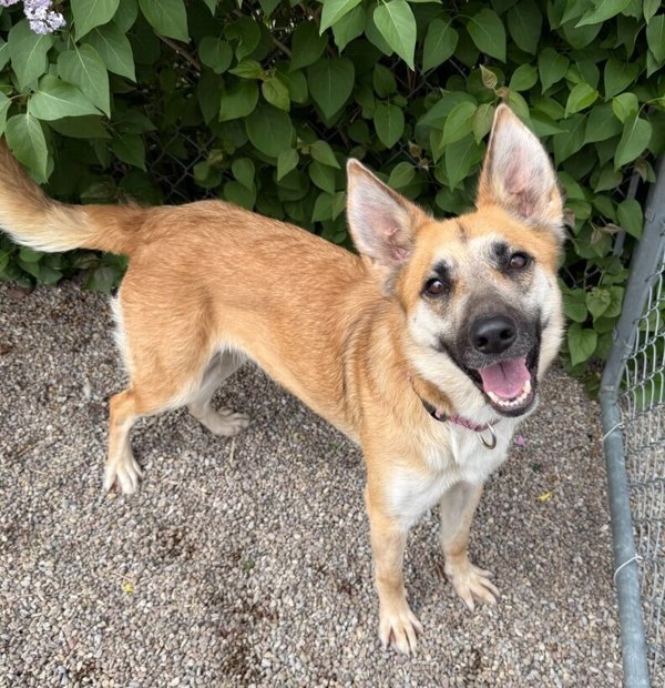 Bonnie, an adoptable Mixed Breed in Great Falls, MT, 59405 | Photo Image 4