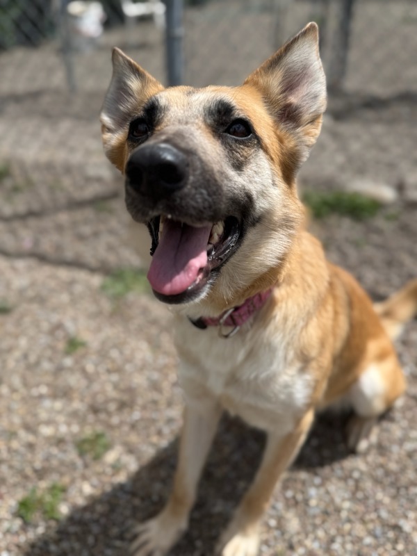 Bonnie, an adoptable Mixed Breed in Great Falls, MT, 59405 | Photo Image 5