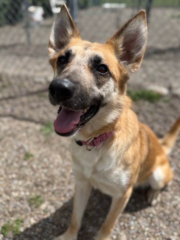 Bonnie, an adoptable Mixed Breed in Great Falls, MT, 59405 | Photo Image 6