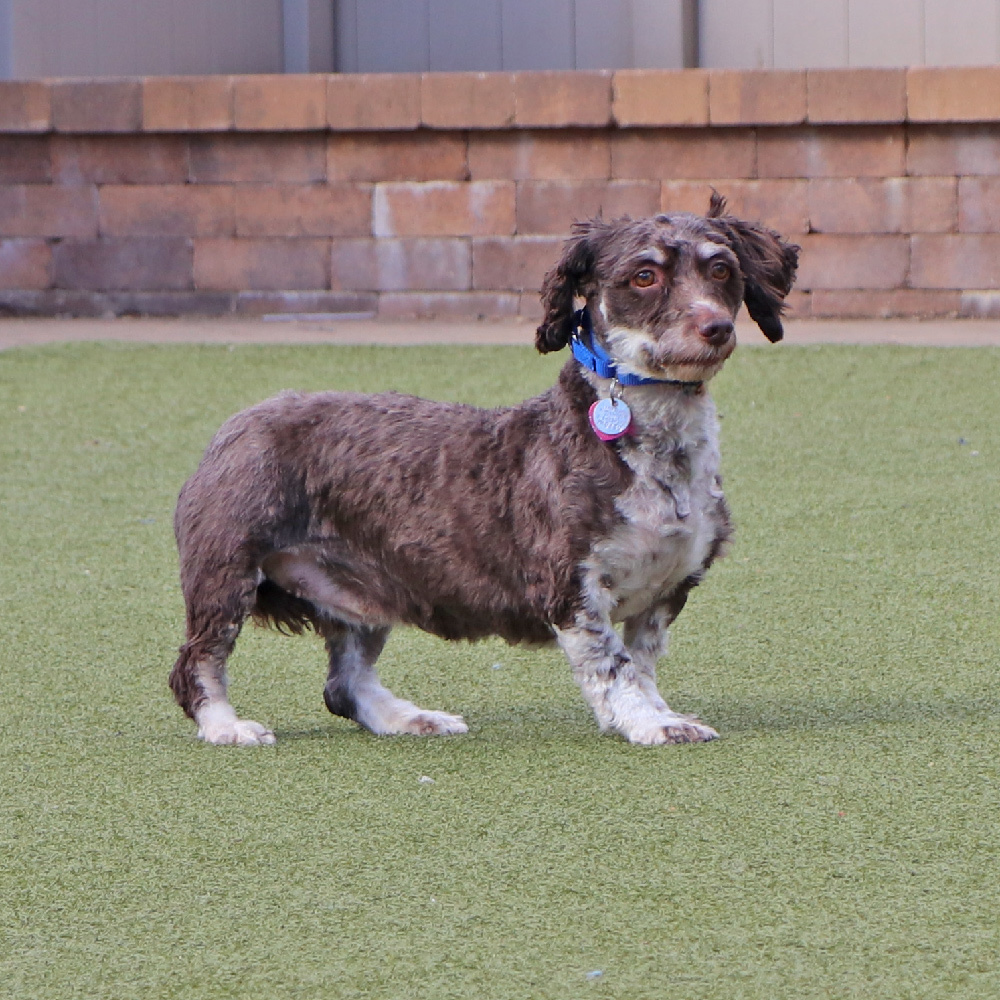 Camilla, an adoptable Havanese in Port Washington, NY, 11050 | Photo Image 1