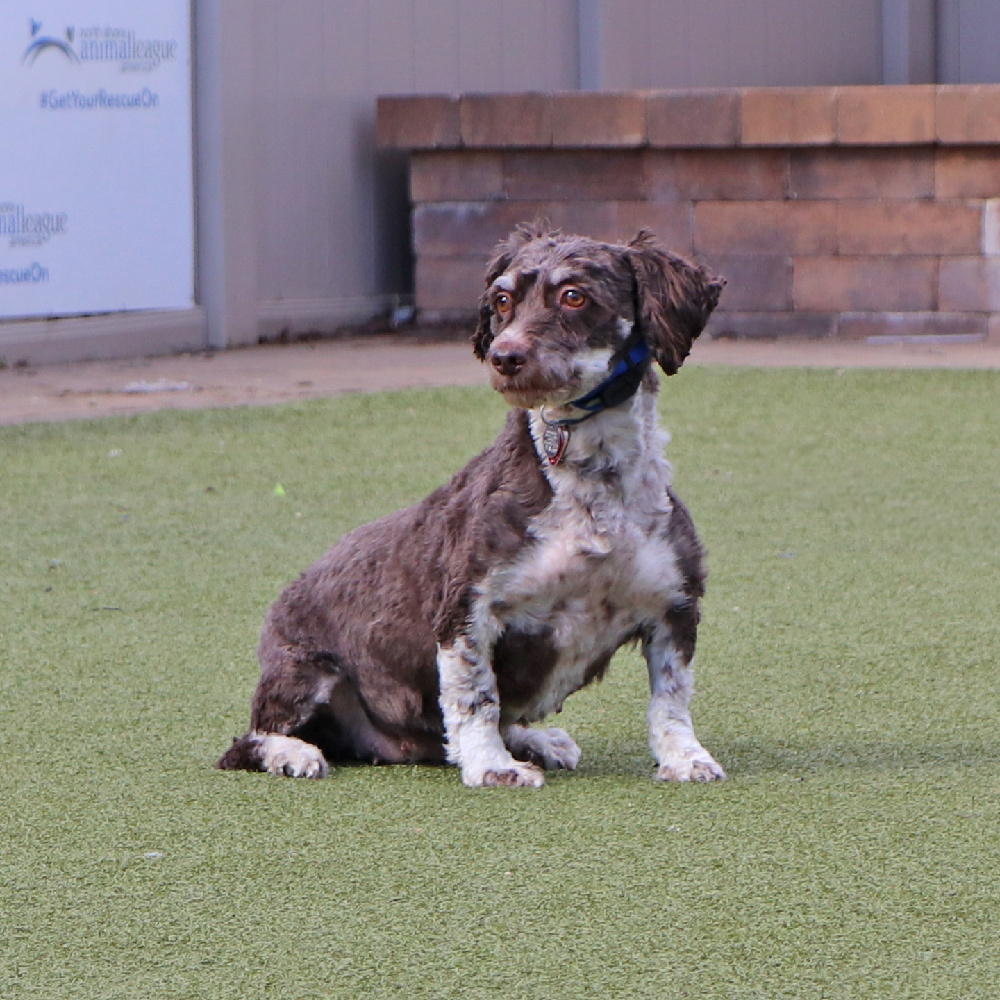 Camilla, an adoptable Havanese in Port Washington, NY, 11050 | Photo Image 2