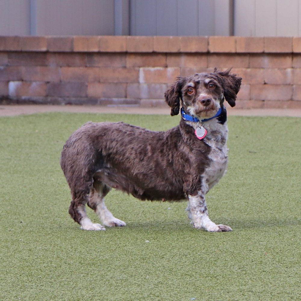 Camilla, an adoptable Havanese in Port Washington, NY, 11050 | Photo Image 3