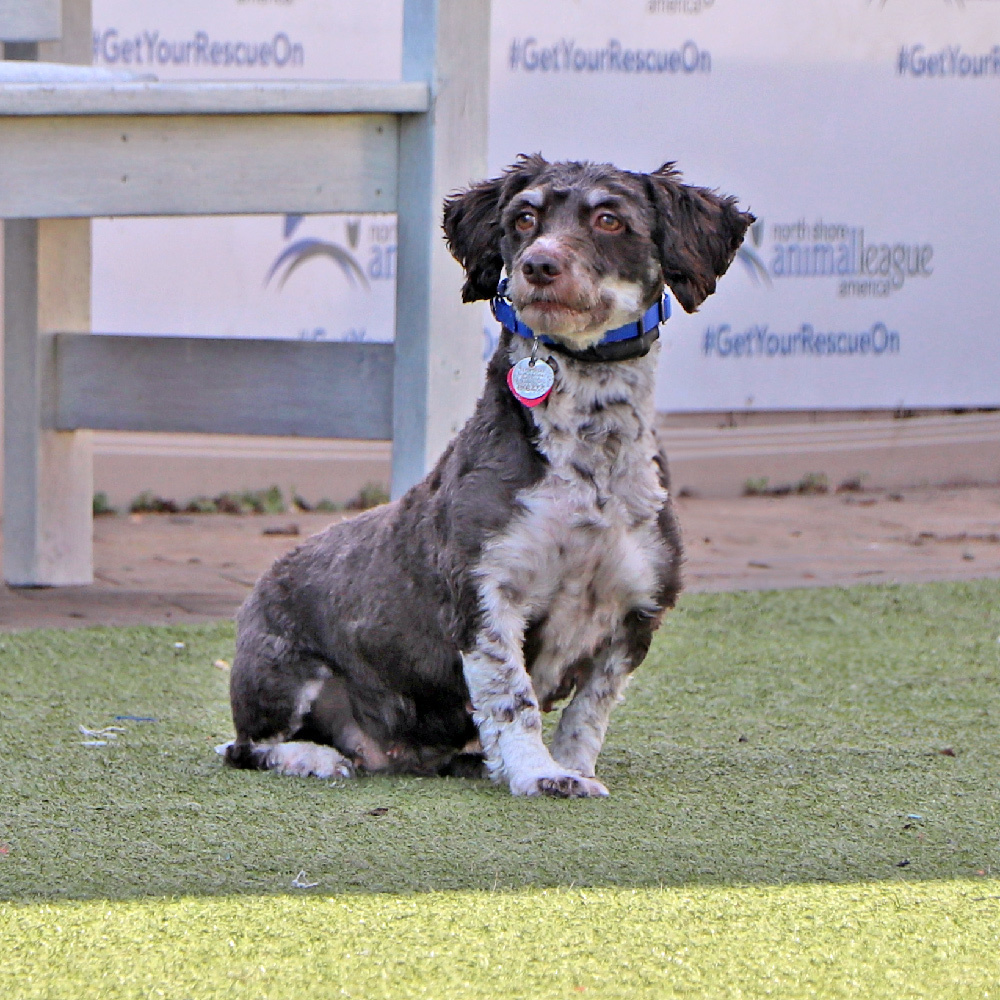 Camilla, an adoptable Havanese in Port Washington, NY, 11050 | Photo Image 4