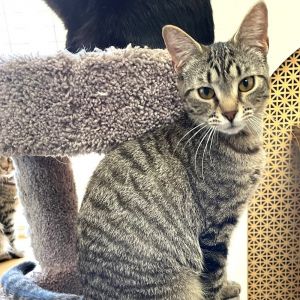 Fluorite, Young Female Domestic Medium Hair