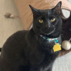 Chef, Adult Male Domestic Short Hair