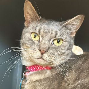 Zalema, Senior Female Domestic Short Hair