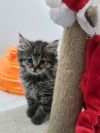 Bo photo 4